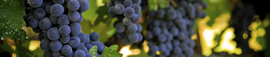 Random header image... Refresh for more!
