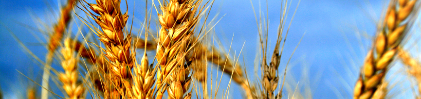 Random header image... Refresh for more!