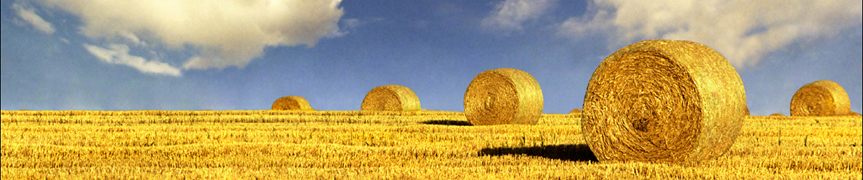 Random header image... Refresh for more!